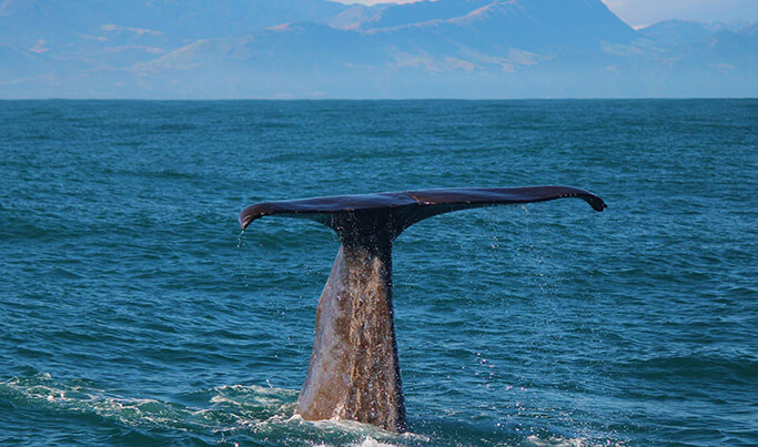 Whale Watching in Kaikoura